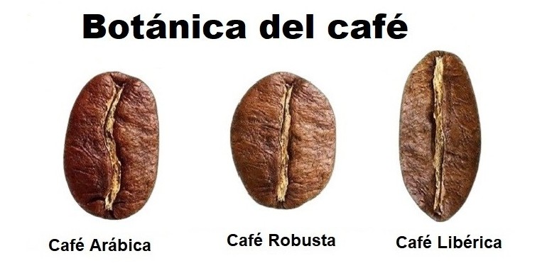 Botánica del café.